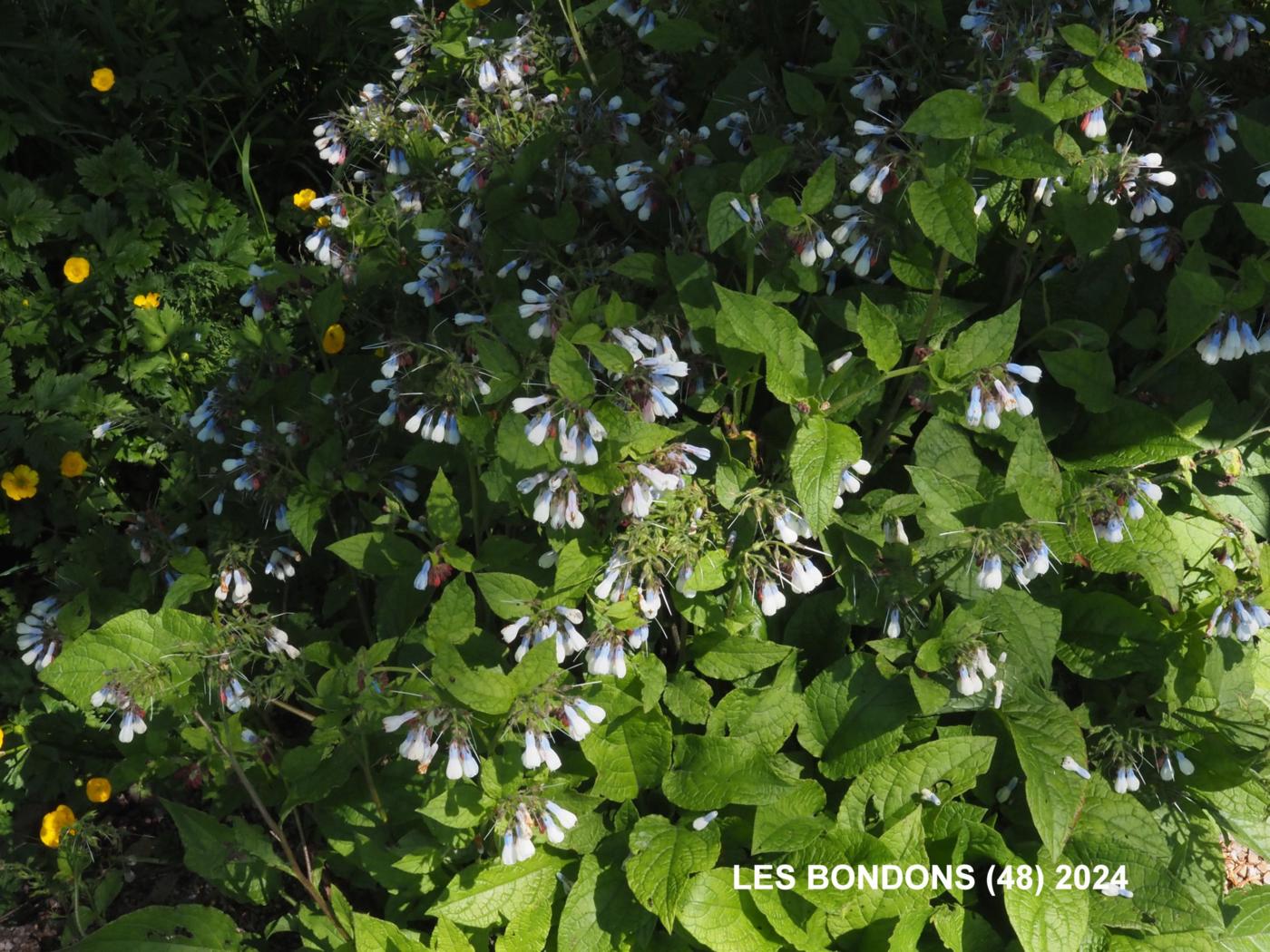 Comfrey, Wisley Blue plant